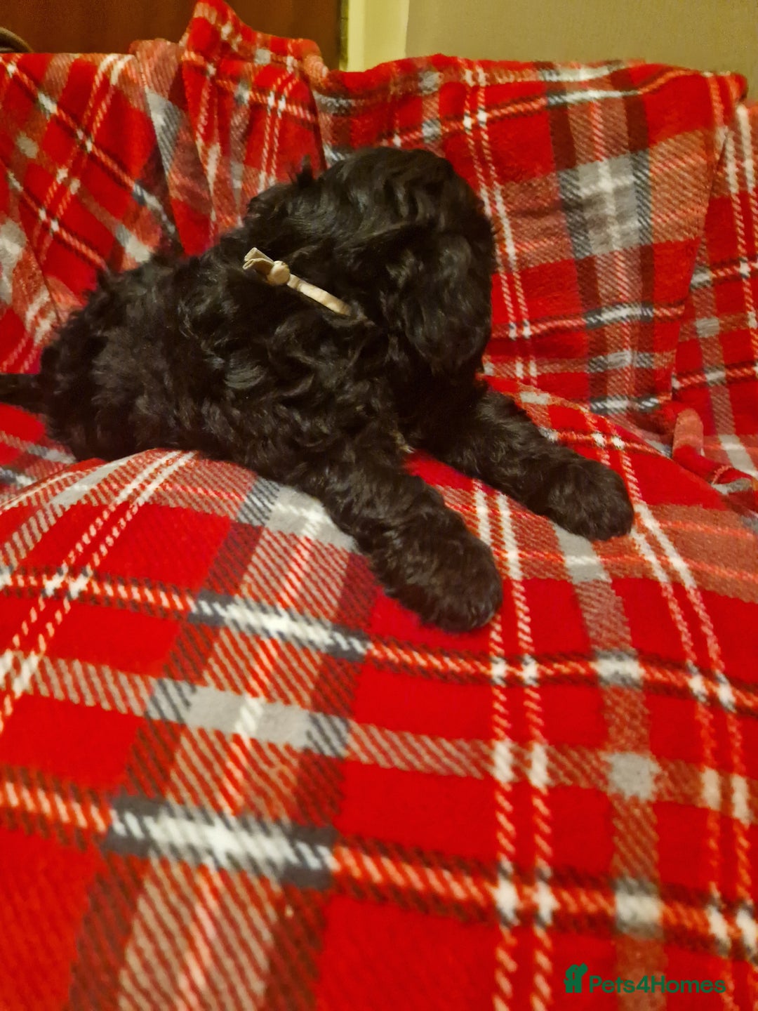 Shihpoo dogs for sale: 6 Georgeous Shipoo Teddy pups - Image 12