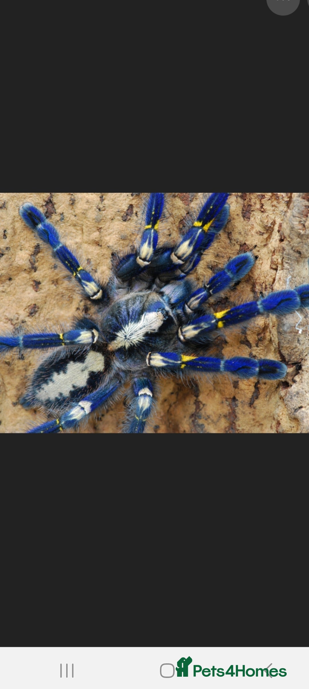 Tarantulas invertebrates Wanted female p,matalica ,gooty saffphire  - Advert 14