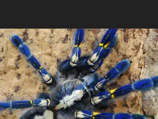 Tarantulas invertebrates Wanted female p,matalica ,gooty saffphire - Advert 14