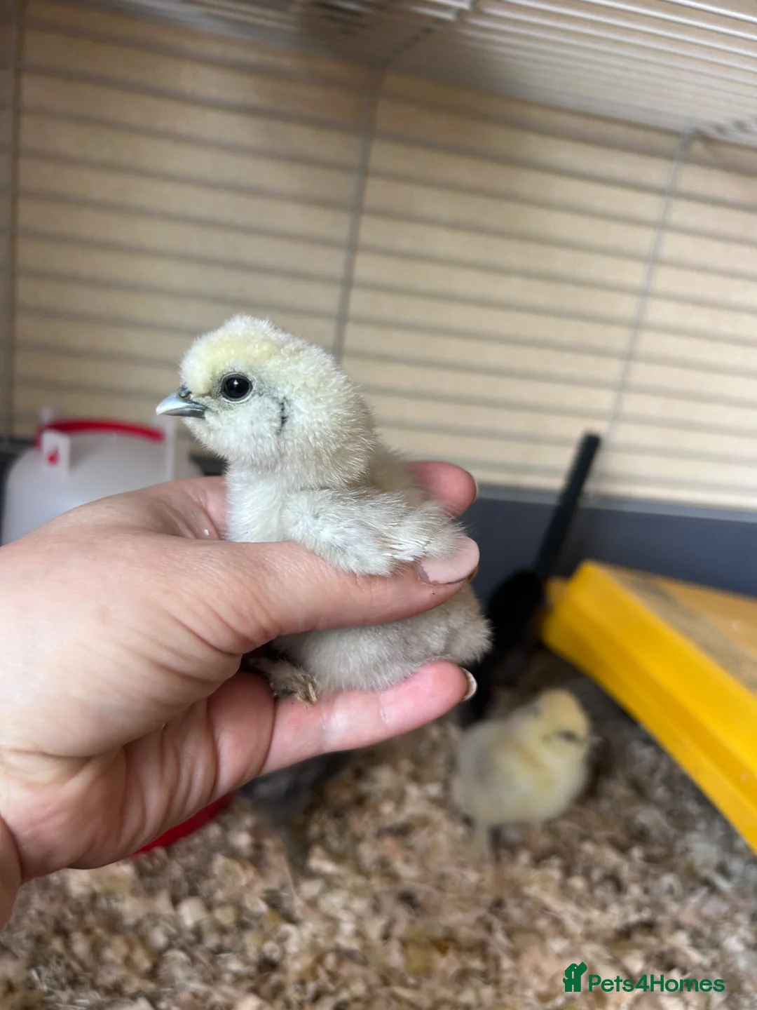 Chickens poultry for sale: 5 Day Old Silkie Chicks - Advert 1