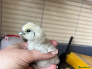 Chickens poultry 5 Day Old Silkie Chicks - Advert 5
