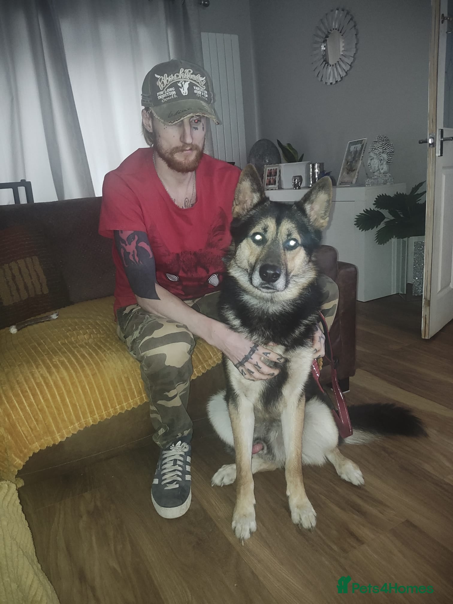 Shepsky dogs Siberian husky x GSD  - Advert 1