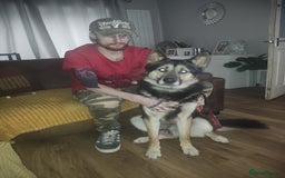 Shepsky dogs for sale: Siberian husky x GSD  - Advert 3