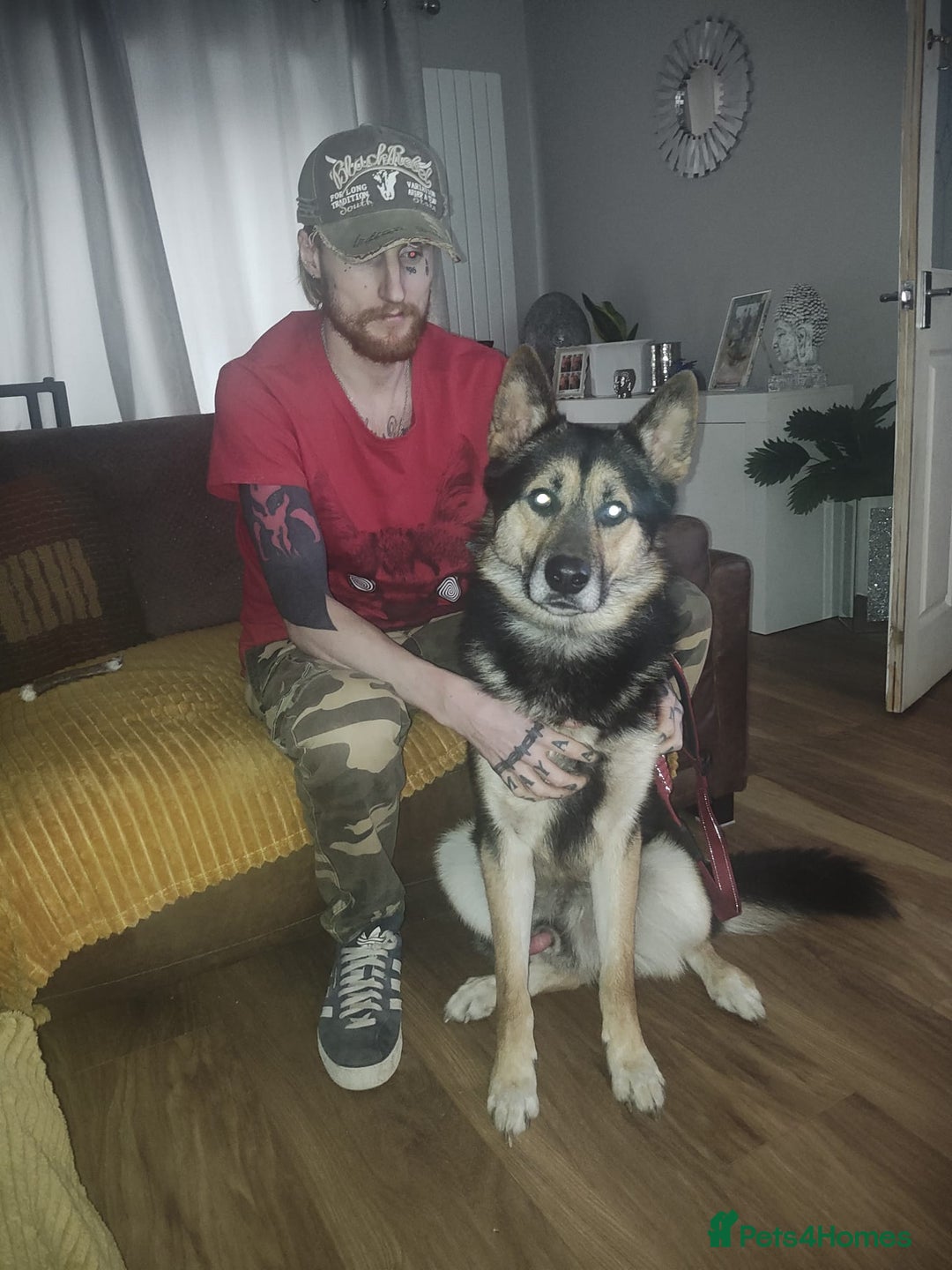 Shepsky dogs for sale: Siberian husky x GSD  - Advert 3