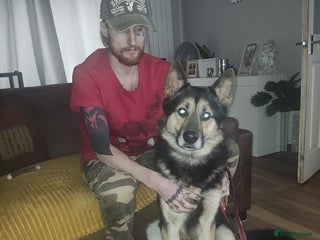 Shepsky dogs Siberian husky x GSD - Advert 1