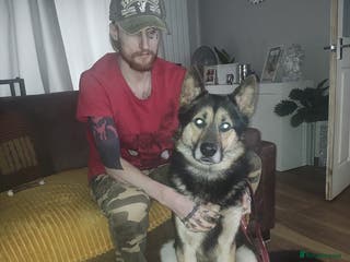 Shepsky dogs Siberian husky x GSD - Advert 5