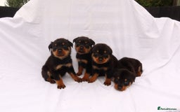 Rottweiler dogs for sale: Rottweiler puppy  - Image 20