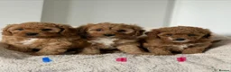 Cavapoochon dogs for sale: Cavapoochon - Advert 1