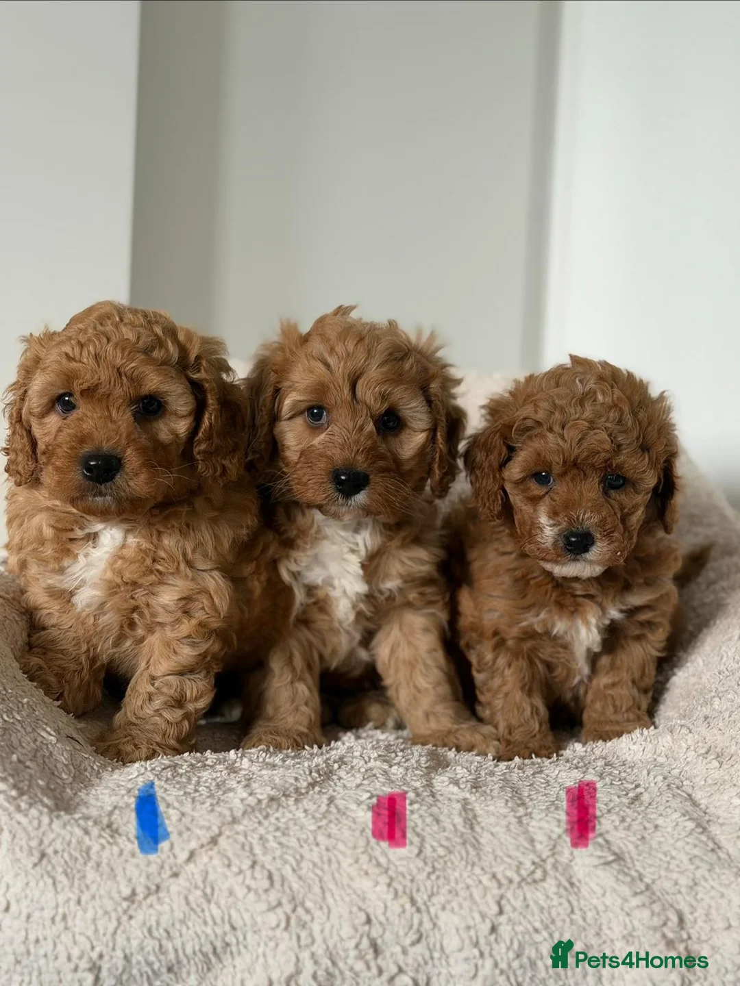 Cavapoochon dogs for sale: Cavapoochon - Advert 1