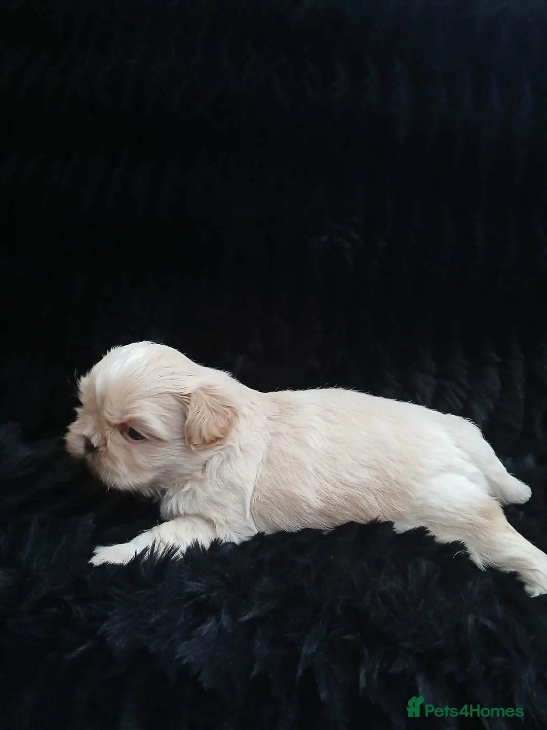 Shih Tzu dogs for sale: 4 Shih-tzu boy puppies for sale 1200/1300 - Advert 17