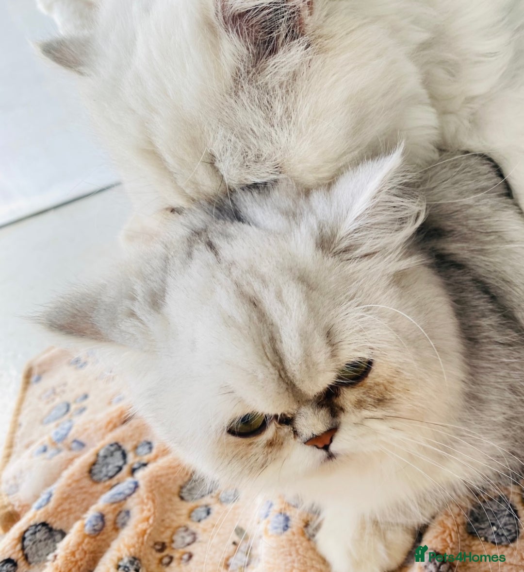 Persian cats for stud: Chinchilla Persian Silver Tip Stud - Image 4