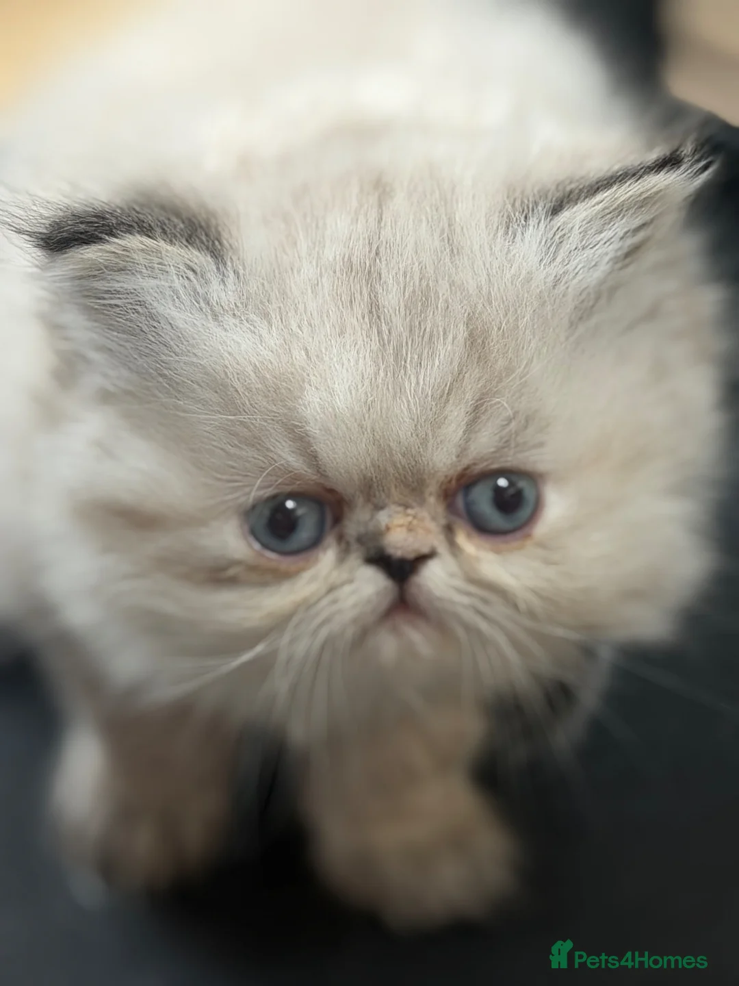 Persian cats for sale: Two Persian cuties  in Widnes - Advert 2