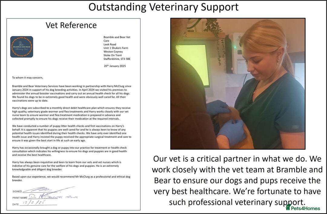 Cocker Spaniel dogs for sale: Stunning Show Cockers. Health Tested/KC Registered - Advert 19