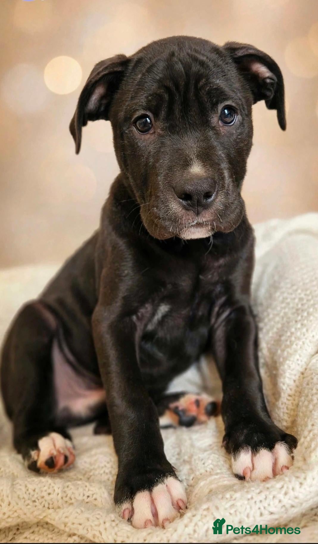 Mixed Breed dogs Here is karma  - Advert 2