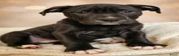 Mixed Breed dogs for sale: Here is karma  - Advert 1