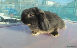 Mini Lop rabbits for sale: 2 Baby Mini Lops - Image 4