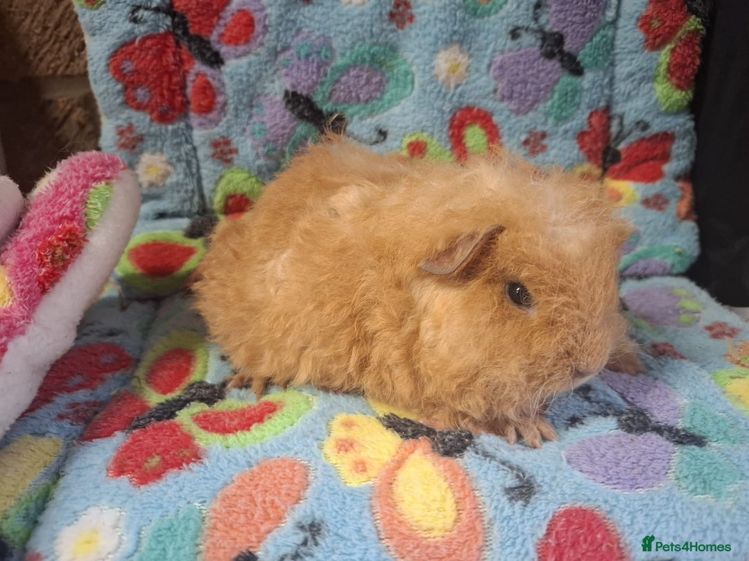 Guinea Pig rodents for sale: Pair of baby merino/teddy boars/brothers RTR - Image 3
