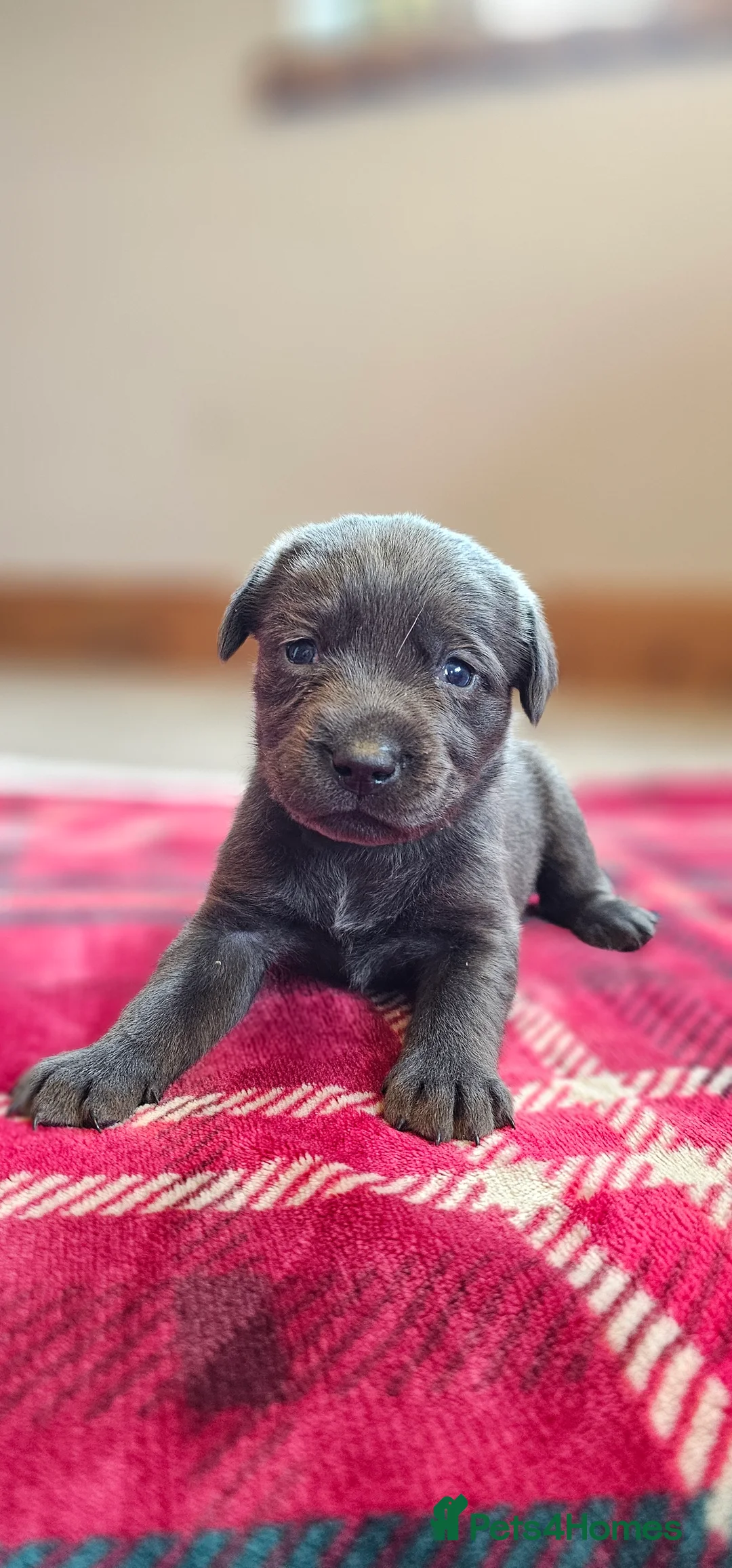 Labrador Retriever dogs for sale: 8 BEAUTIFUL KCREG LABRADORS. HEALTH TESTED PARENTS - Advert 4