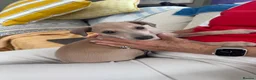 Italian Greyhound dogs for sale: Adorable and fun Italian Greyhound pups for sale. - Advert 3
