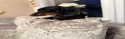 Dachshund dogs for sale: Dachshund 1 year 10 months Male  in Witham - Advert 4