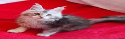 Maine Coon cats for sale: HCM/PKDef/SMA clear TICA silvers poly/non poly  - Advert 30