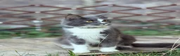Maine Coon cats for sale: 4 adults Maine Coon - Advert 3
