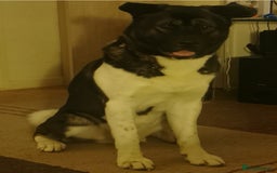 Akita dogs for sale: Male American Akita  - Image 1