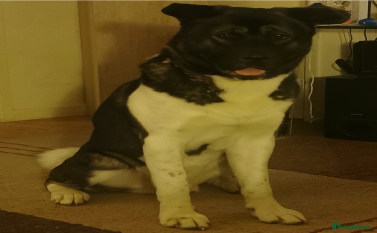 Akita dogs - Advert 11