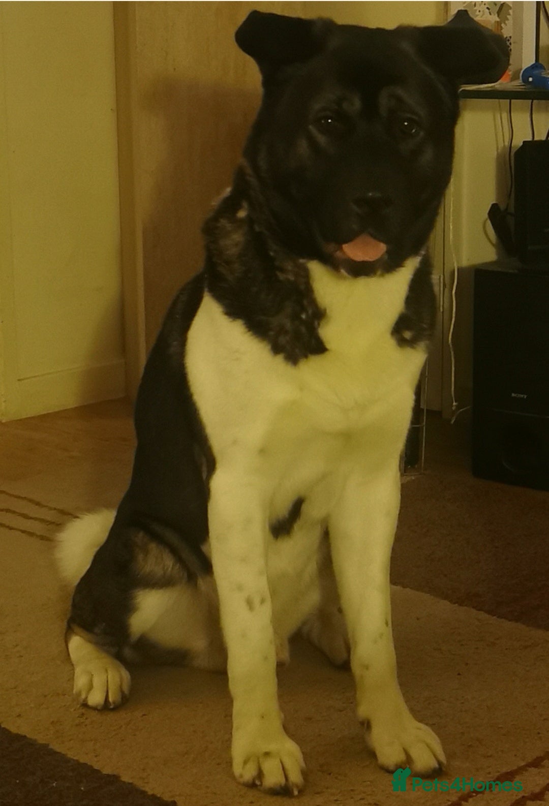 Akita dogs for sale: Male American Akita  - Image 1