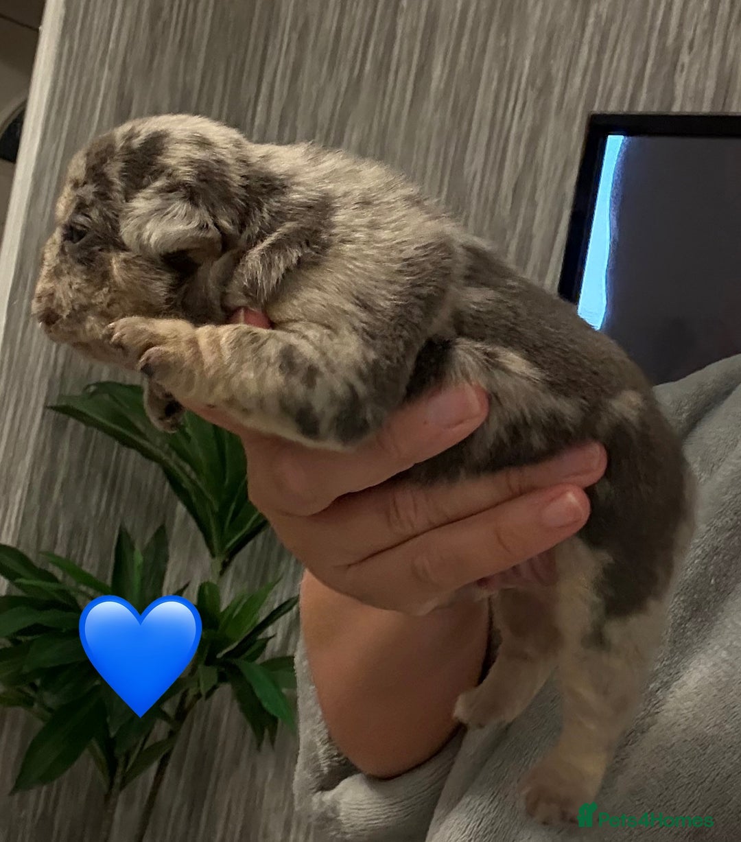 French Bulldog dogs for sale: French bulldog puppies - Advert 4