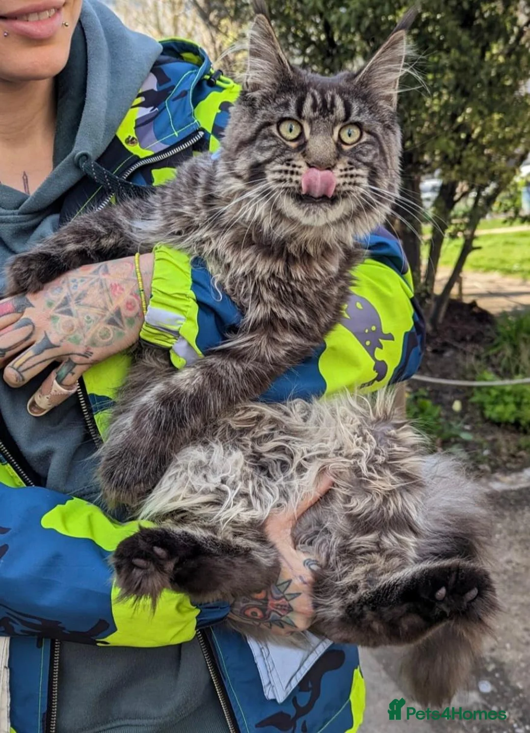 Maine Coon cats for sale: Maine Coone in Brighton - Advert 2