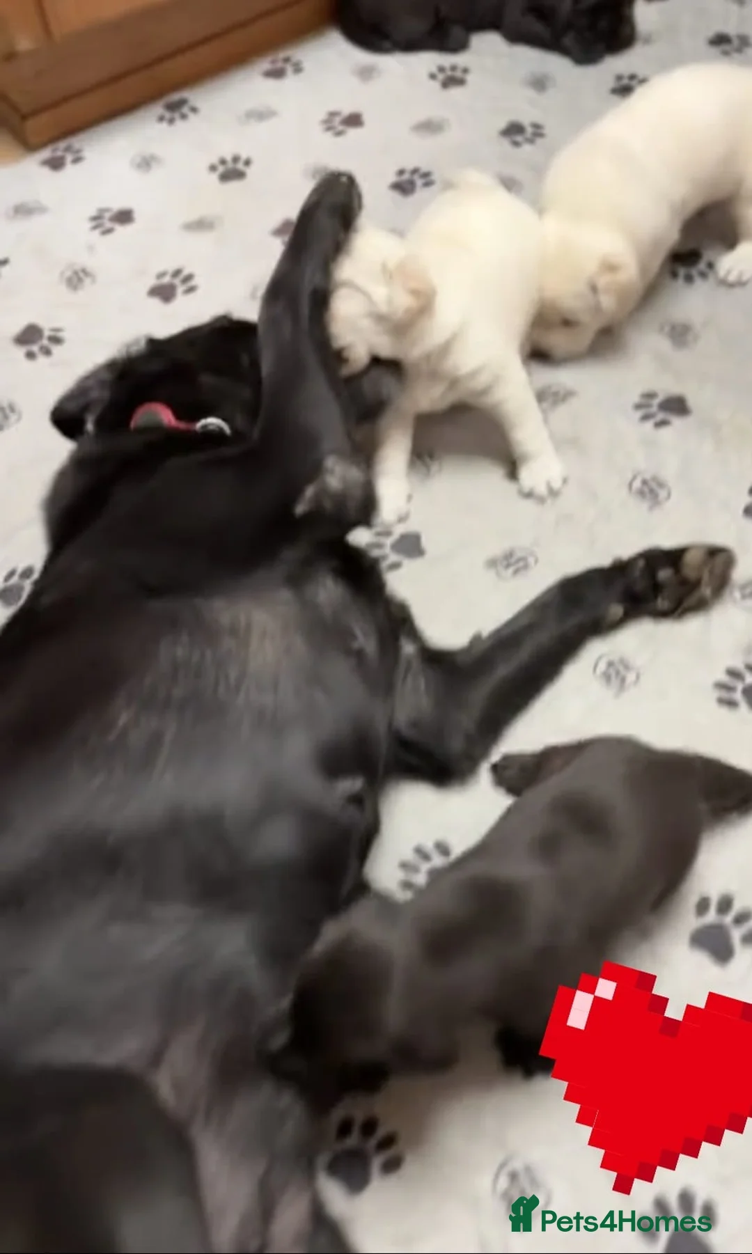 Labrador Retriever dogs for sale: Labrador puppy’s  - Advert 4