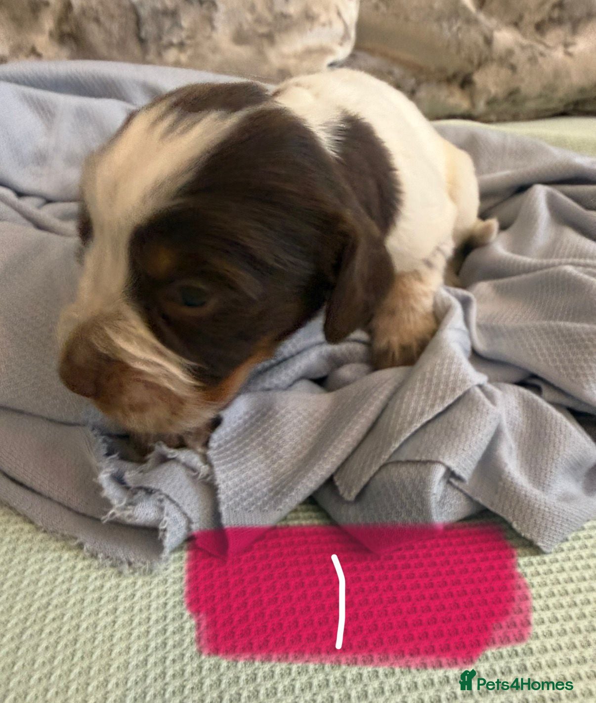 Cocker Spaniel dogs 8 cocker spaniel pups - Advert 2