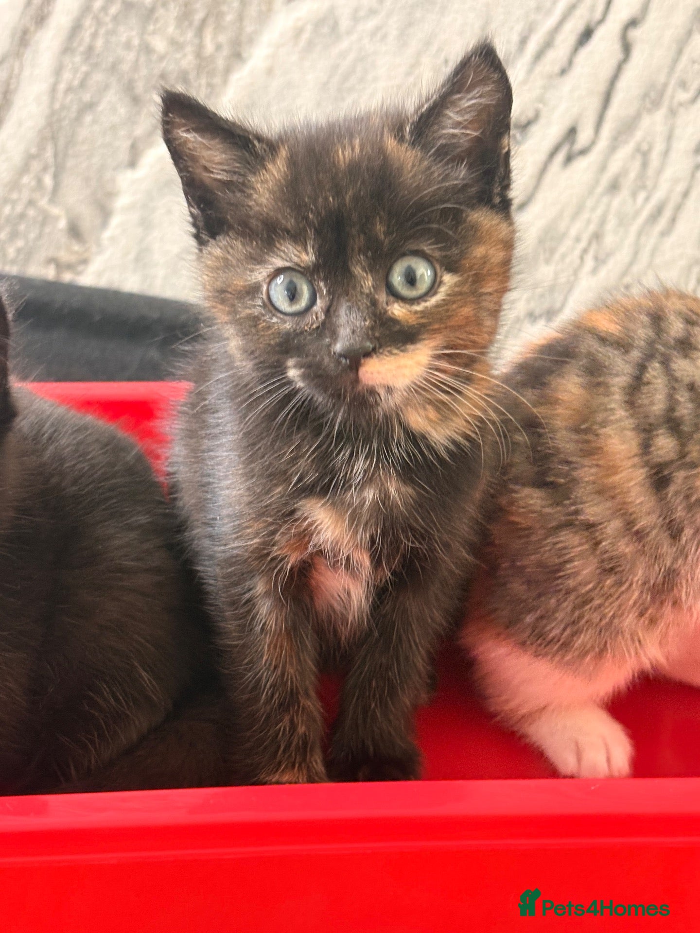 Mixed Breed cats Gorgeous kittens  - Advert 18