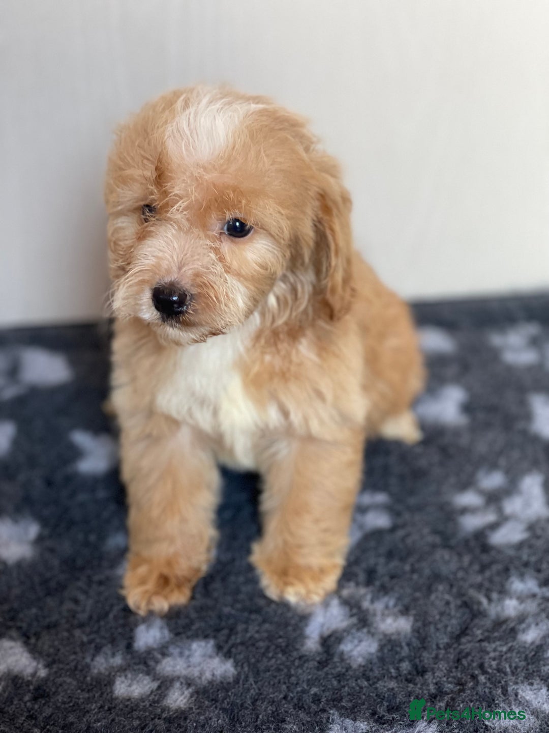 Cockapoo dogs for sale: Adorable cockapoo pups - Advert 9