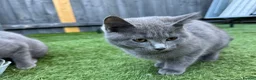 Mixed Breed cats for sale: Mixed British Shorthair  - Advert 5