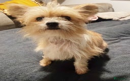 Mixed Breed dogs for sale: Beautiful girl seeking new home.  - Advert 1