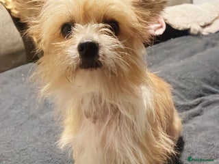 Mixed Breed dogs Beautiful girl seeking new home. - Advert 1