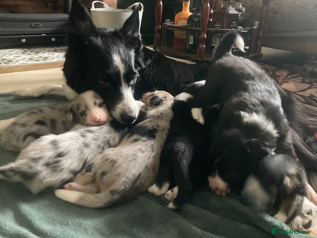 Border Collie dogs for sale: Border Collie Pups Merle, Tri-colour & Blk/wht - Image 8