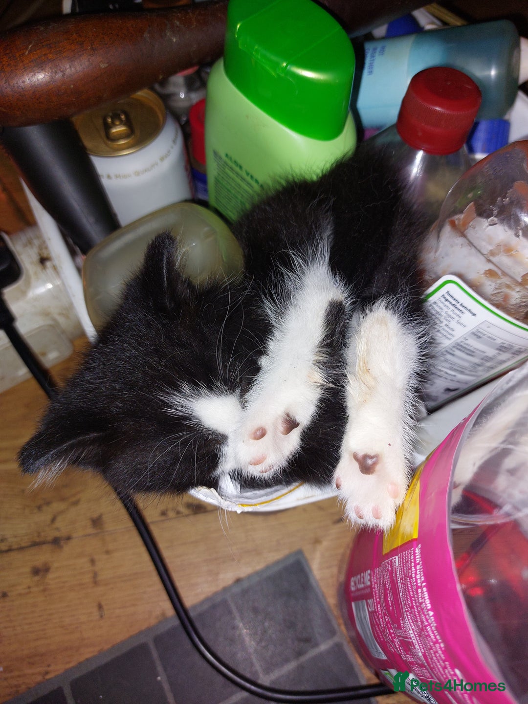 Mixed Breed cats for sale: Just 2 beautiful babies  - Image 3