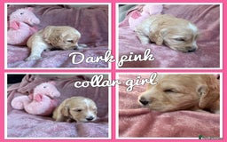 Mini Goldendoodle dogs for sale: Beautiful Family Raised F1 Mini Golden-doodles  - Image 30