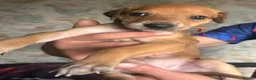 Mixed Breed dogs for sale: Saluki bull greyhound (lurcher) puppy’s  - Advert 9