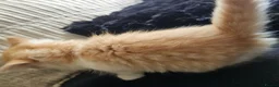 Mixed Breed cats for sale: Beautiful Kittens - Advert 22