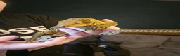 Gecko reptiles for sale: Leachie gecko - Advert 4
