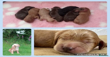 Cocker Spaniel dogs - Advert 1