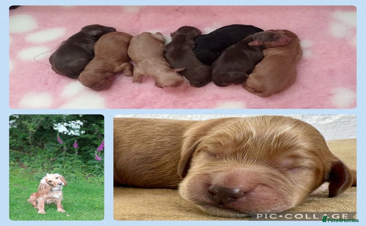 Cocker Spaniel dogs - Advert 1