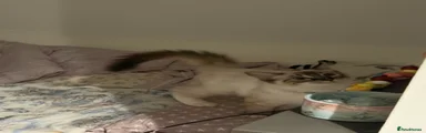 Ragdoll 1