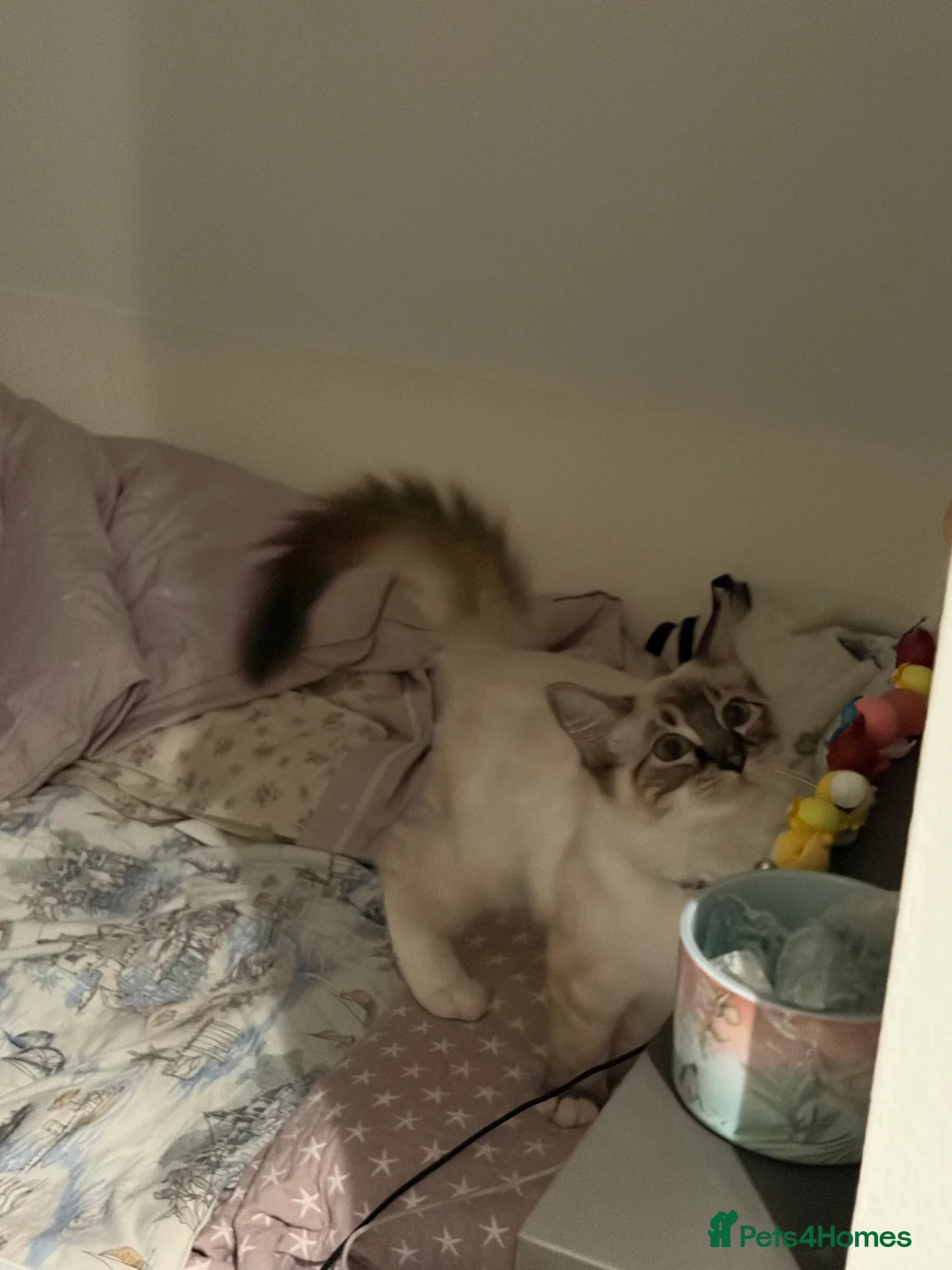 Ragdoll cats for sale: Beautiful ragdoll boy is ready to leave ❤️ - Advert 2