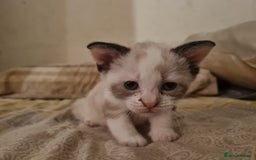 Mixed Breed cats for sale: 4 sweet kittens  - Image 6