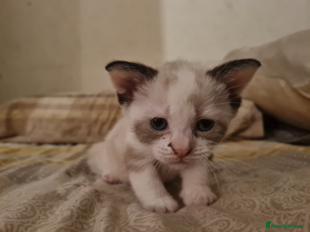 Mixed Breed cats for sale: 4 sweet kittens  - Image 6
